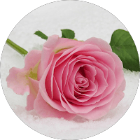 Crystal Rose